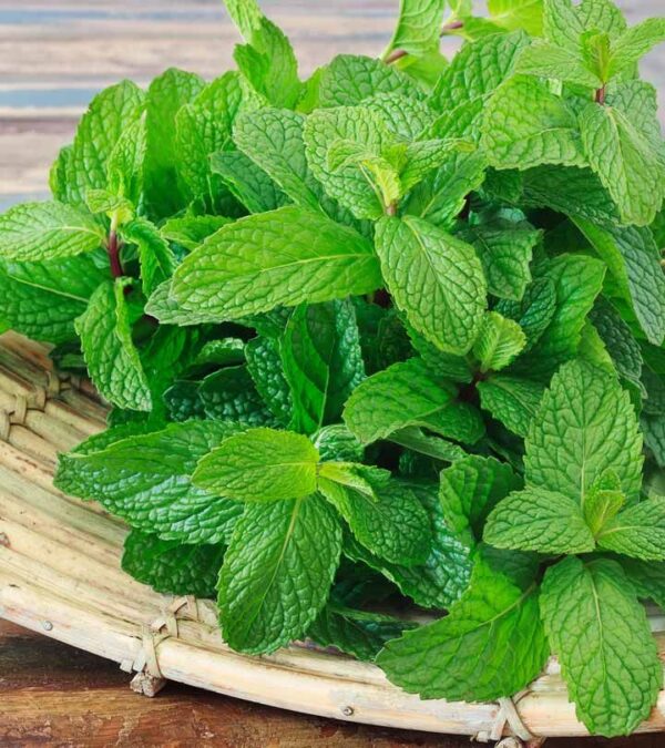Mint Leaves
