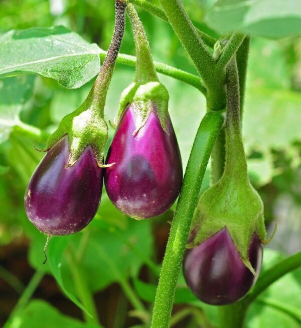 Brinjal / Eggplant